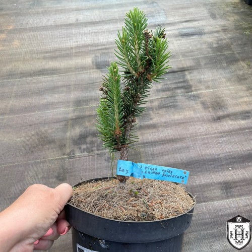 Picea abies 'Oulainen Fastigiate' - Harilik kuusk 'Oulainen Fastigiate' C2/2L